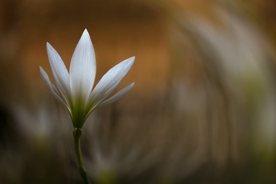 Delicate White Bloom by Widi Hardhanu — canvas wall art