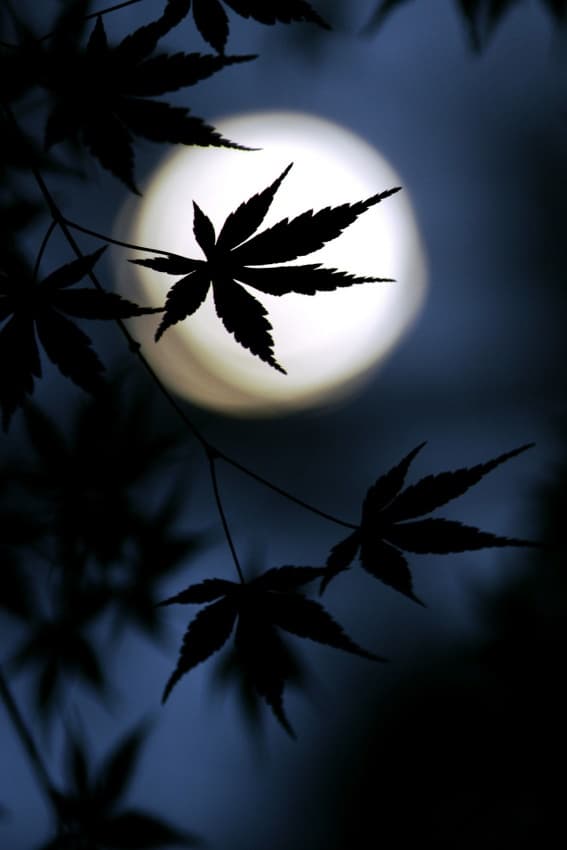 Moonlit Maple Silhouette by Kouji Tomihisa — canvas wall art
