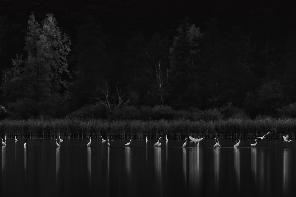 White Egrets Calm Water by Patrick Aurednik — canvas wall art