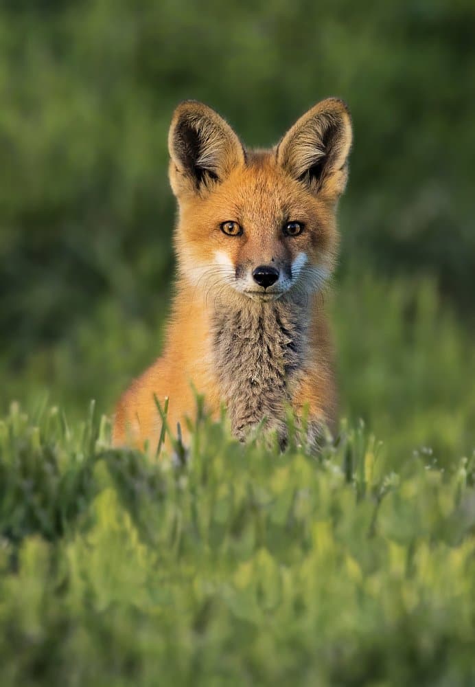 Curious Fox Kit by Jenny Qiu — canvas wall art