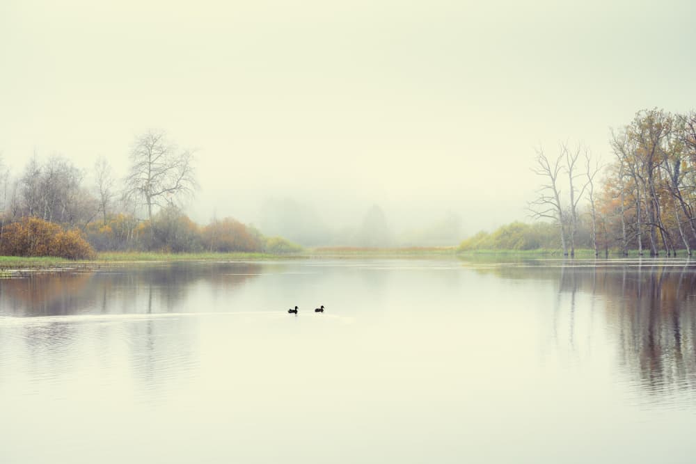 Misty Lake Two Ducks by Ulrike Eisenmann — canvas wall art