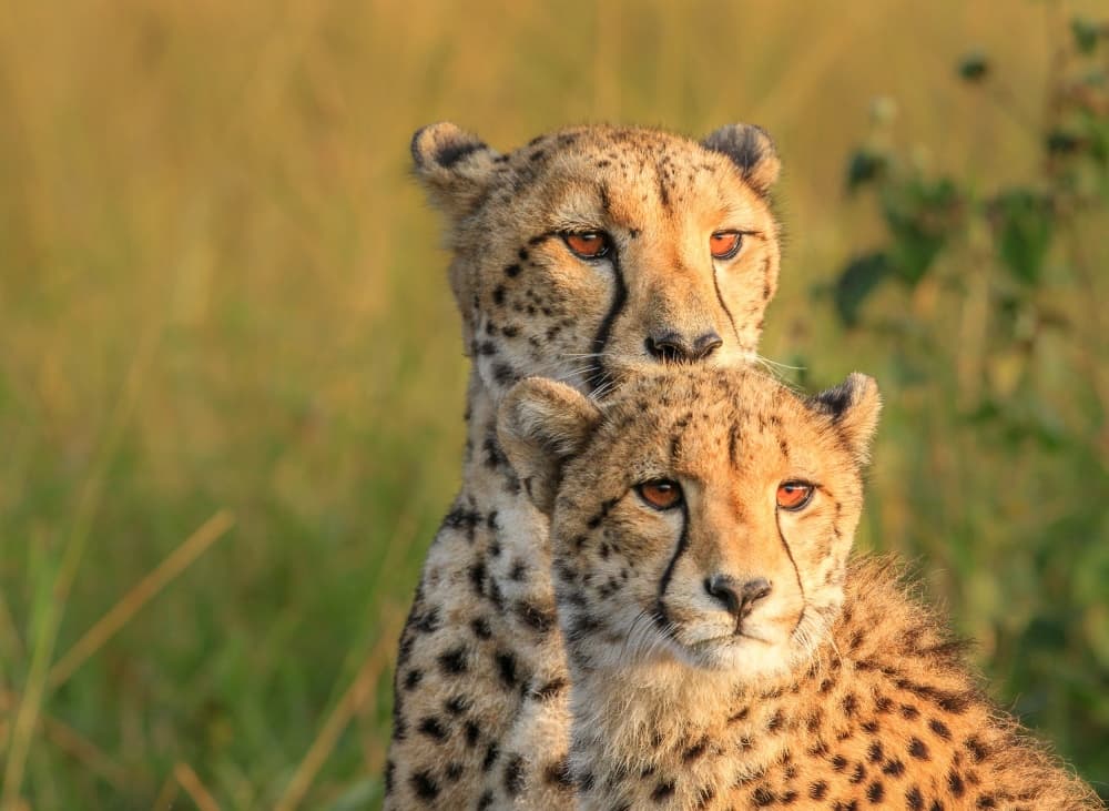 Cheetahs in Golden Light by Jaco Marx — canvas wall art