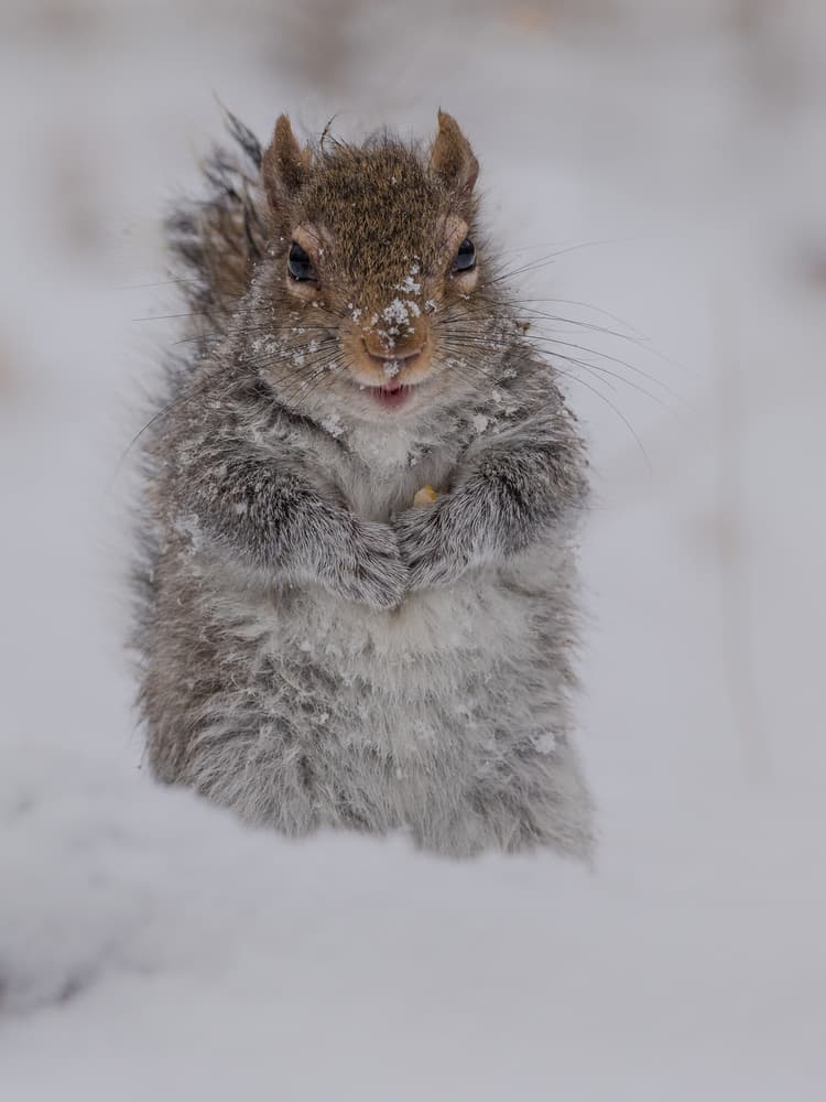 Snow Covered Squirrel by Patrick Dessureault — canvas wall art