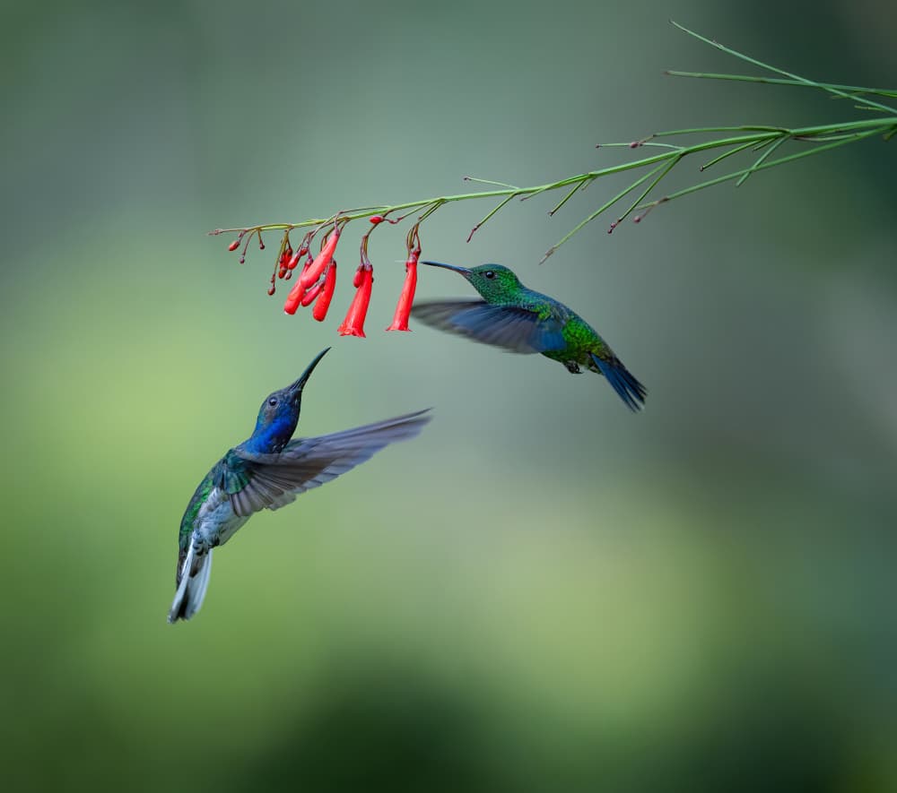 Jeweled Hummingbirds Feeding by Xiaojian Huang — canvas wall art