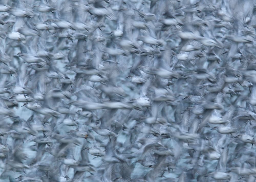 Flock In Motion by Greg Morgan — canvas wall art