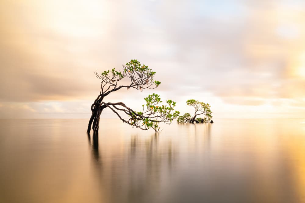 Golden Hour Mangrove by Wenjin Yu — canvas wall art