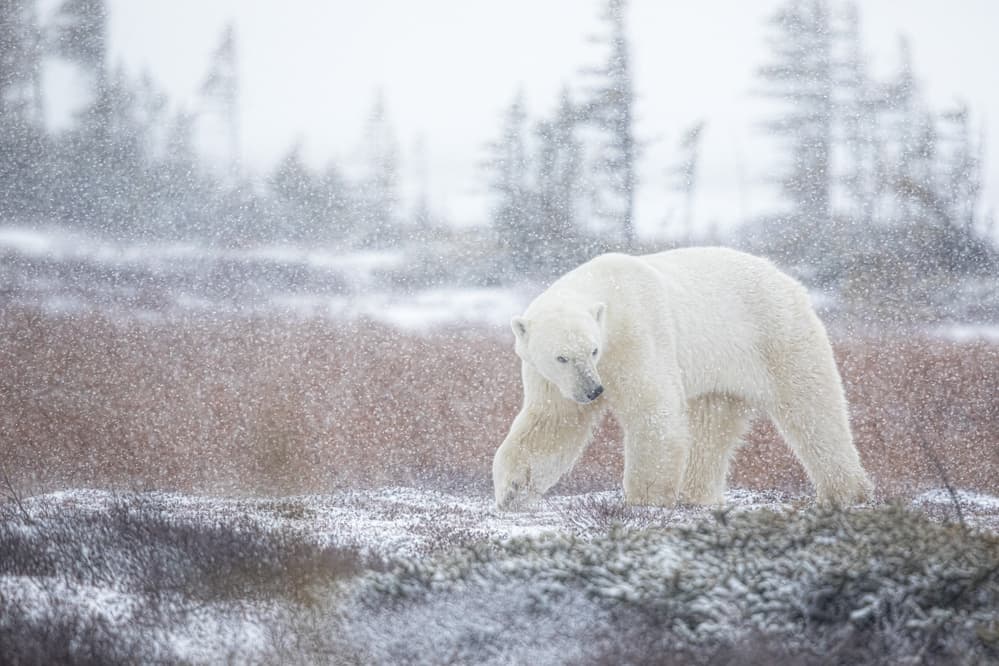 Snowy Arctic Bear by Alessandro Catta — canvas wall art