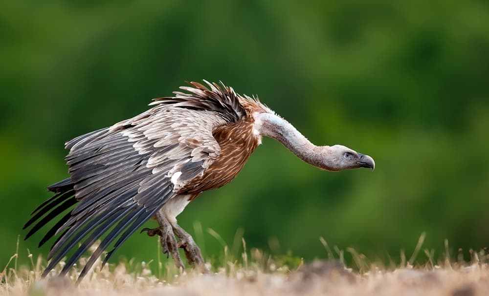 Griffon Vulture in Motion by Zhecho Planinski — canvas wall art