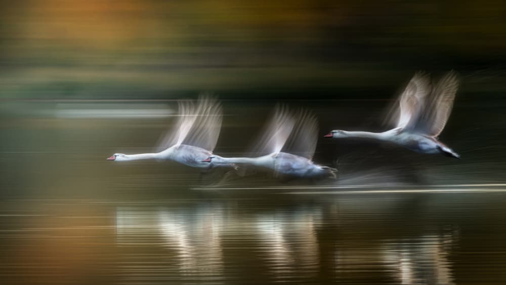 Swans in Motion by Joan Zhang — canvas wall art