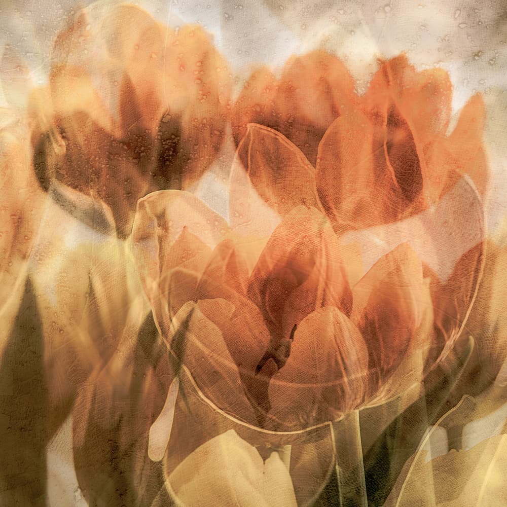 Soft Warm Tulips by Luc Vangindertael (laGrange) — canvas wall art