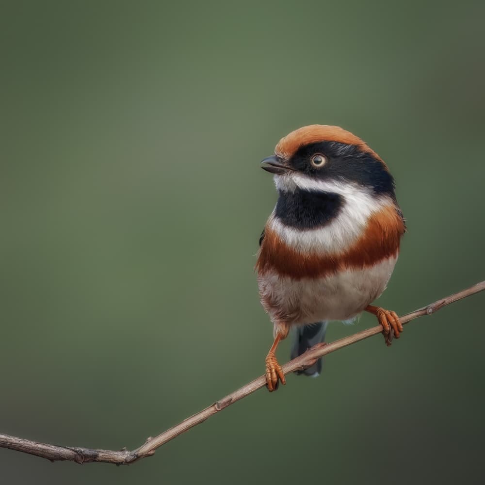 Orange Headed Tit by Jacob (Jian) Xu — canvas wall art