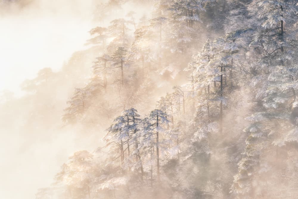 Misty Winter Pines by Yuan Cui — canvas wall art