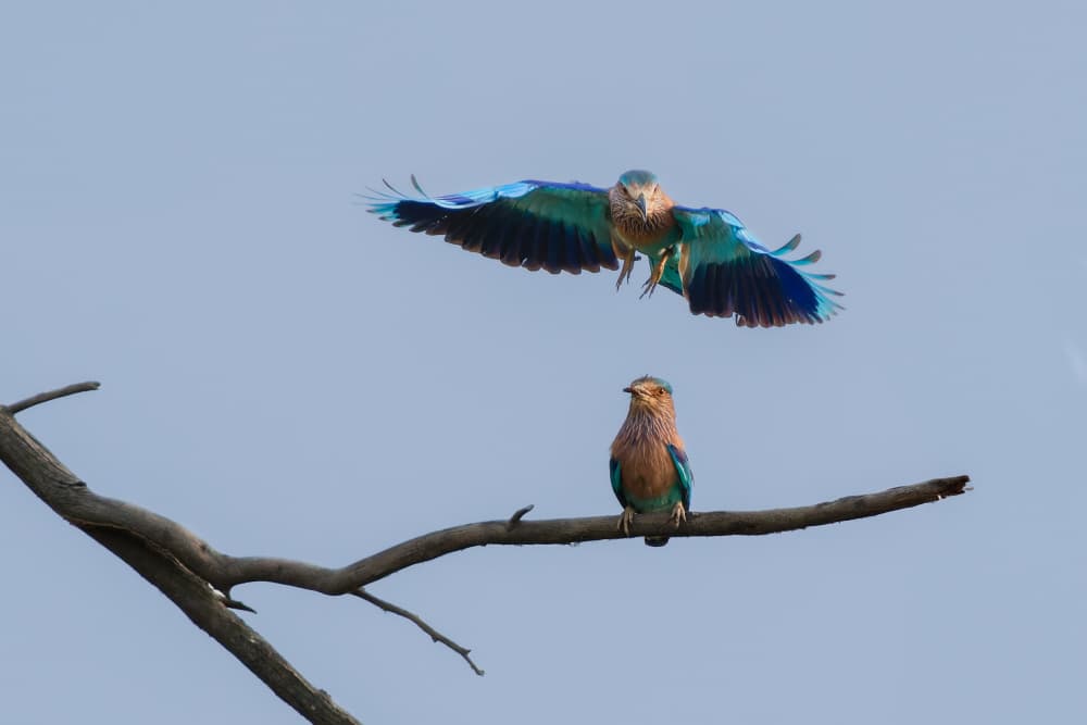 Two Indian Rollers by Rajat Dhesi — canvas wall art
