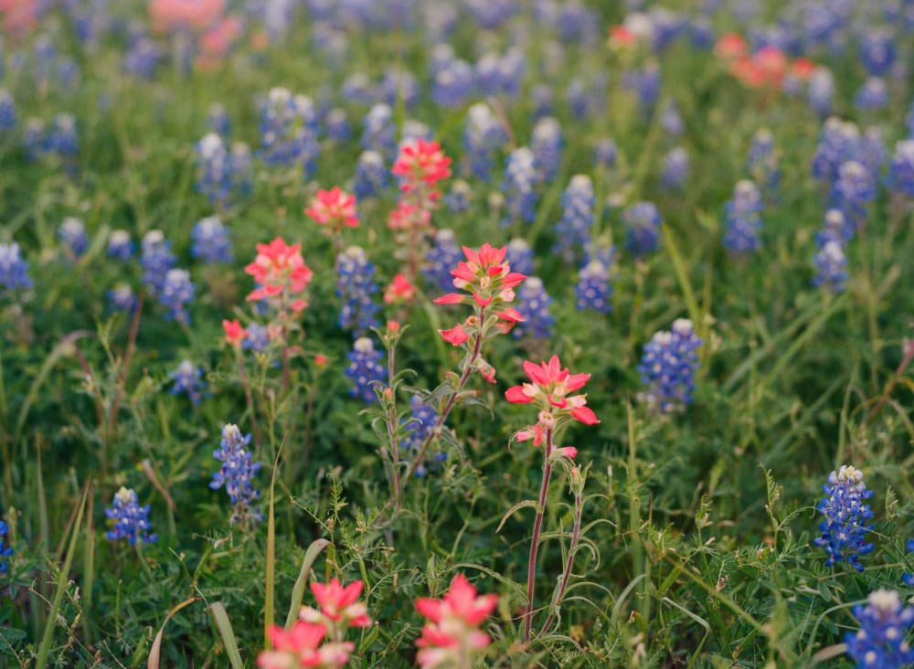 Bluebonnet Paintbrush Field by Bethany Young — canvas wall art