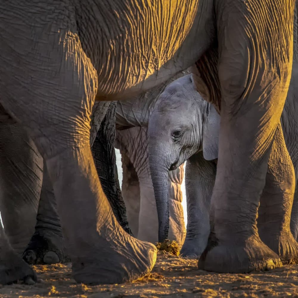 Baby Elephant Among Giants by Raymond Ren Rong Liu — canvas wall art