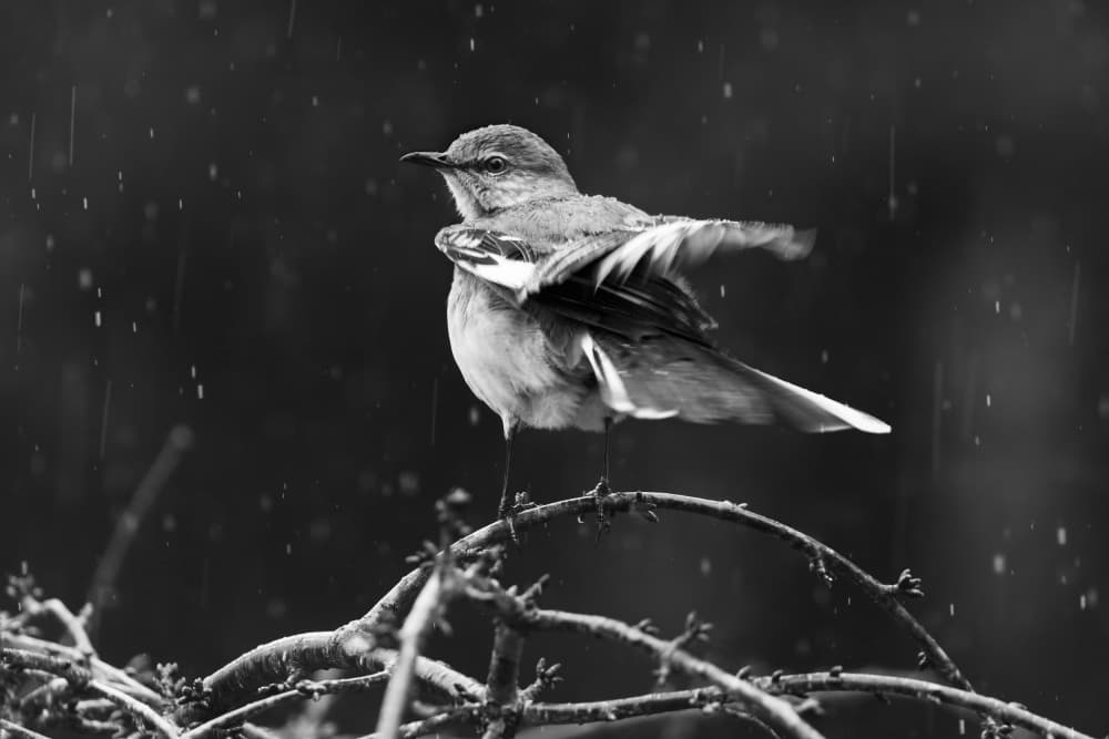 Rainy Day Bird by Dani BS. — canvas wall art