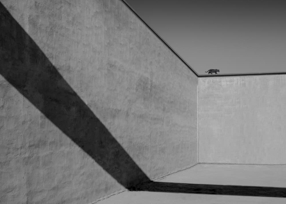 Geometric Leopard Walk by alizolghadri93 — canvas wall art