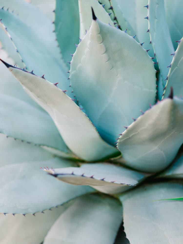 Succulent Green by Raisa Zwart — canvas wall art