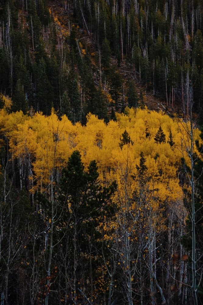 Golden Aspen Forest by Del Mundo Imagery — canvas wall art