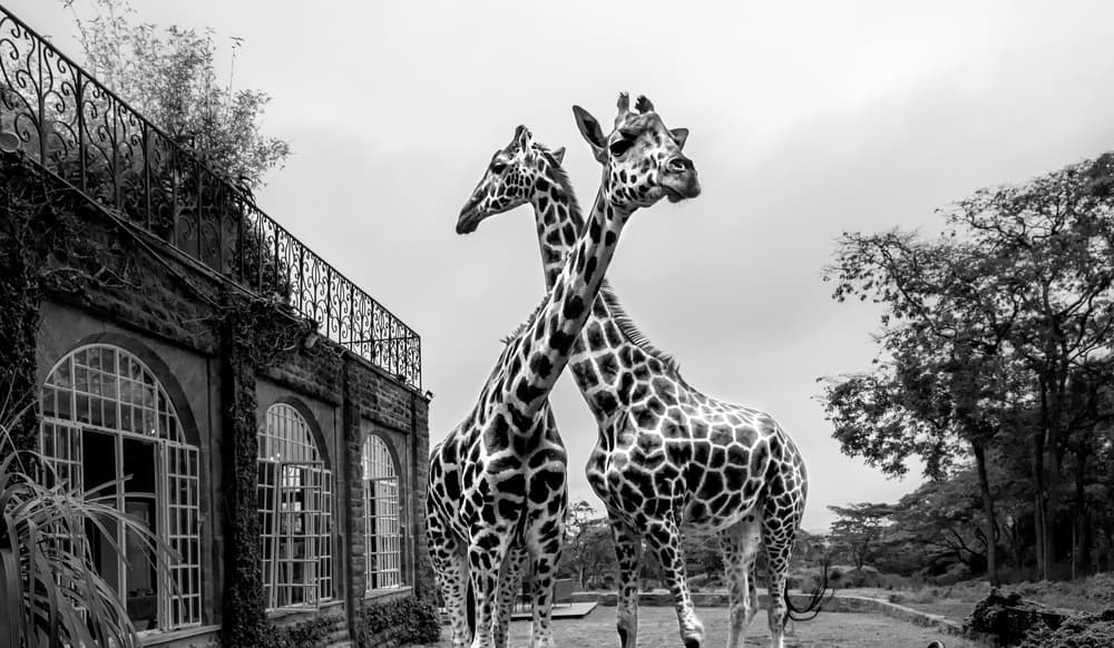 Giraffes At The Mansion by Jie Fischer — canvas wall art