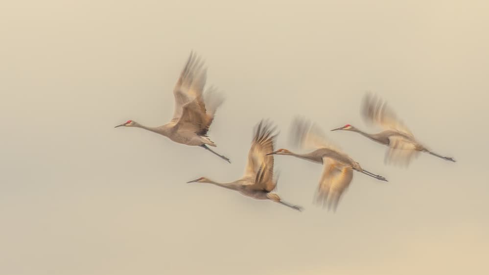 Graceful Sandhill Flight by Qingsong Wang — canvas wall art
