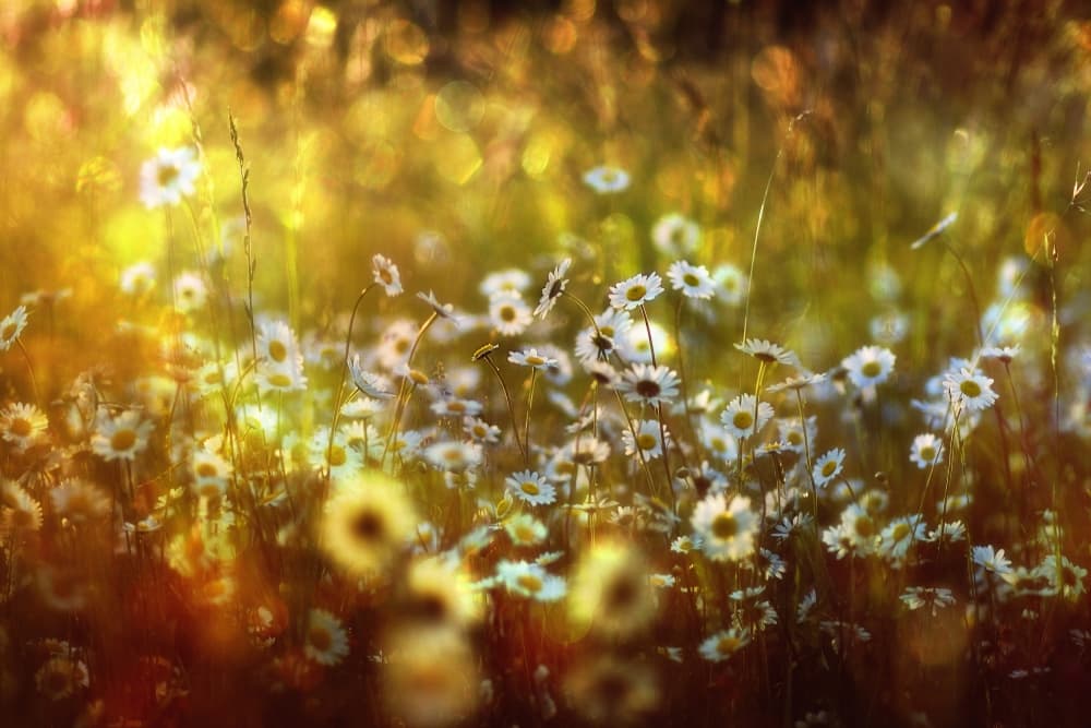 Golden Summer Daisies by Stefan Eisele — canvas wall art