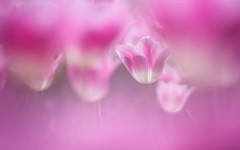 Dreamy Pink Tulips by Takashi Suzuki — canvas wall art
