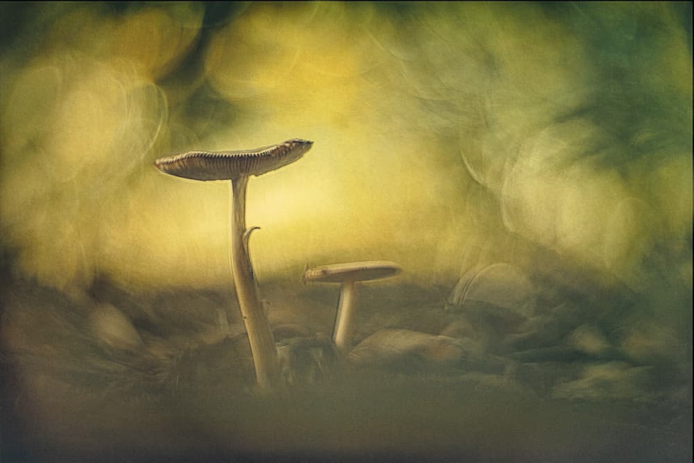 Golden Glow Mushrooms by Jan van der Linden — canvas wall art