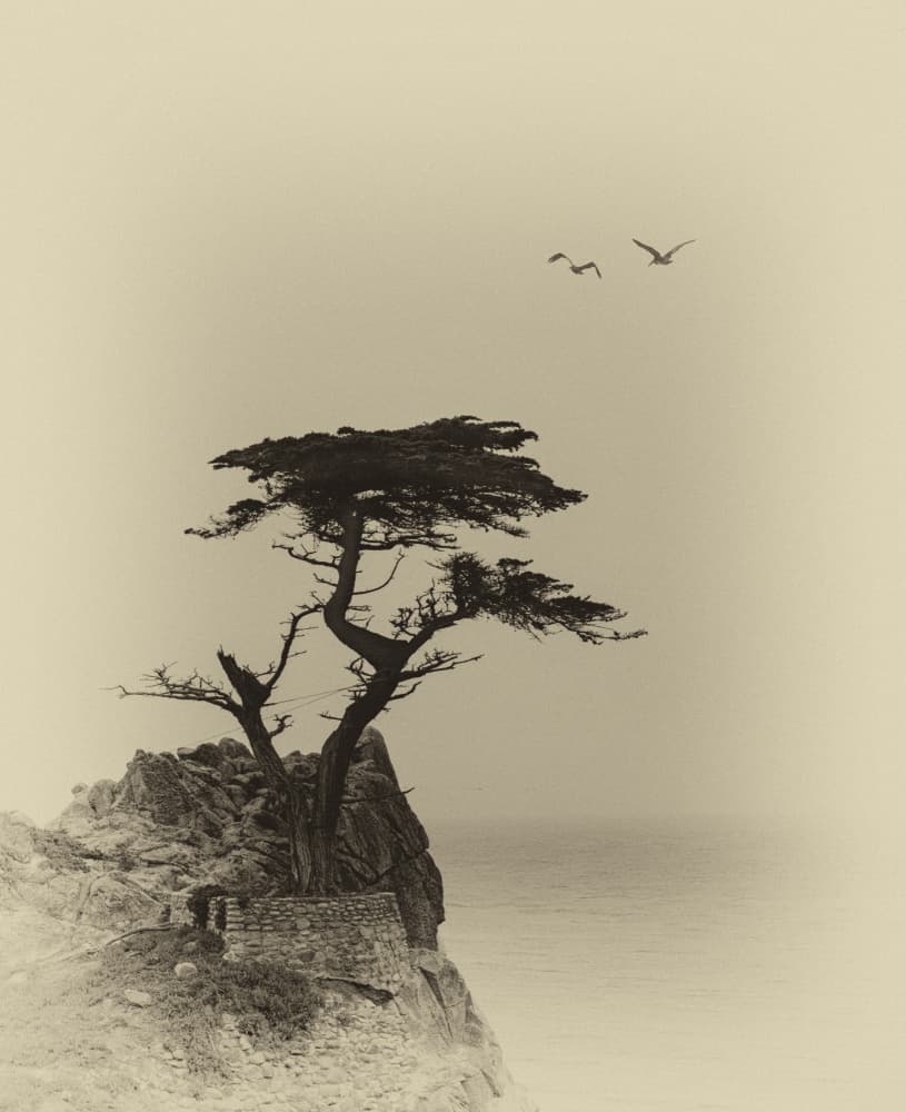 Lone Cypress Serenity by NanZ — canvas wall art