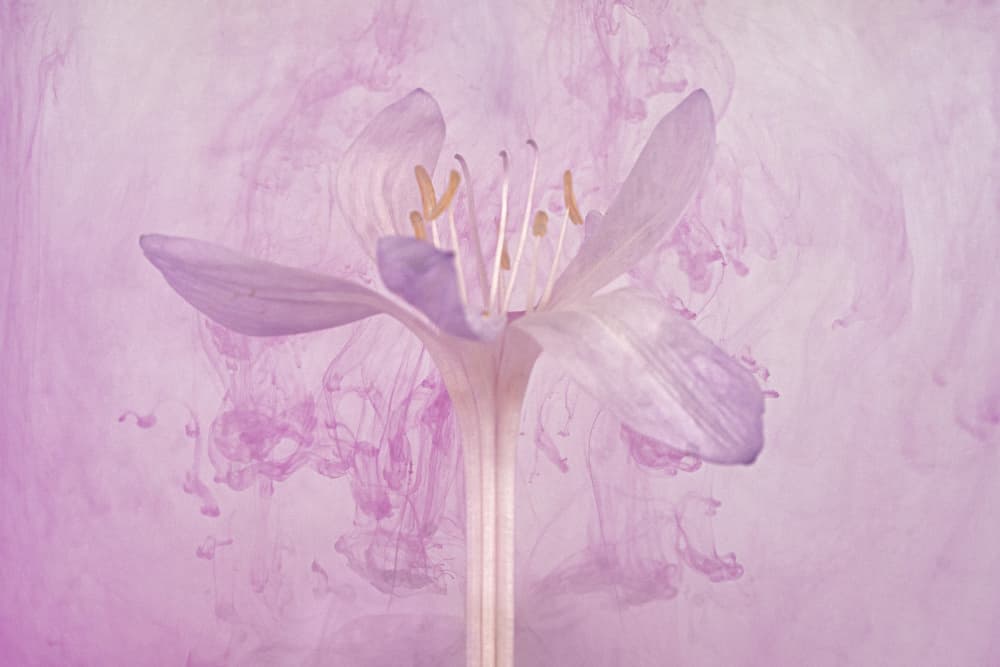 Lavender Ink Bloom by Liesbeth van Asselt — canvas wall art