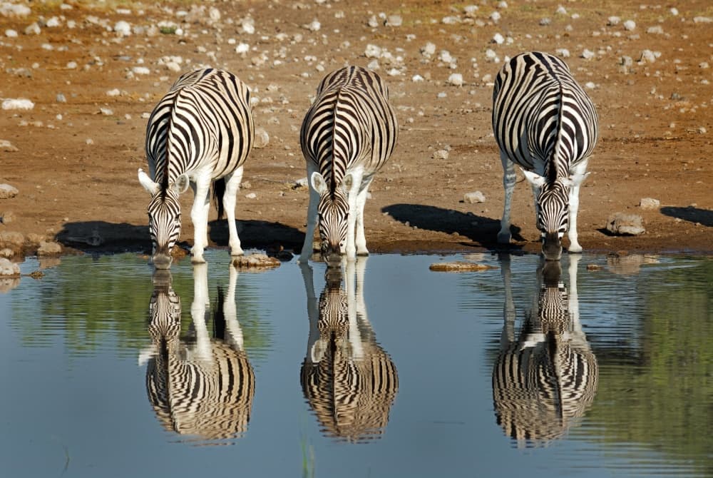 Zebras Drinking Reflections by Ralf Kayser — canvas wall art