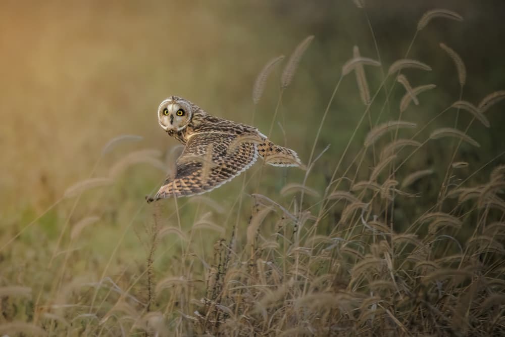 Golden Owl Flight by Jacob (Jian) Xu — canvas wall art