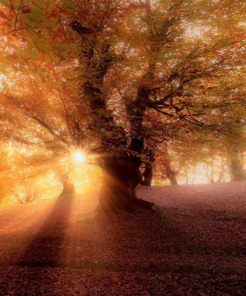 Golden Autumn Forest by Saeed Younesi — canvas wall art