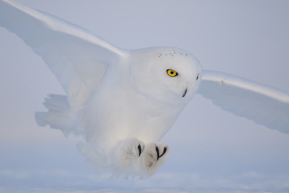 Snowy Owl In Flight by Yves Adams — canvas wall art