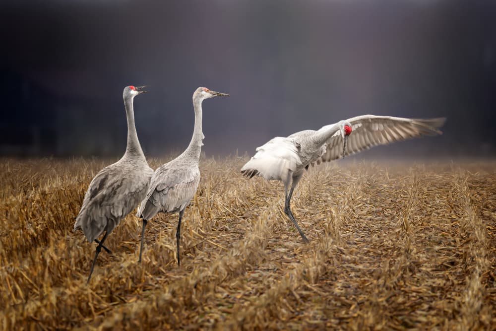 Dancing Cranes in Mist by Jennifer Chen APA — canvas wall art