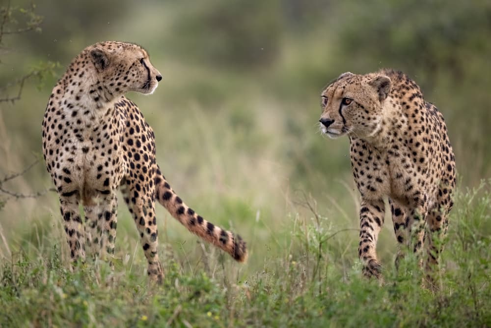 African Cheetahs Roaming by Alessandro Catta — canvas wall art