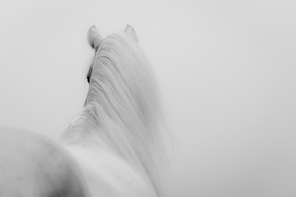 Graceful White Horse by Cembrzynski Ignacy — canvas wall art