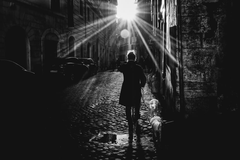 Man and Dogs Sunlit Street by Massimiliano Mancini — canvas wall art