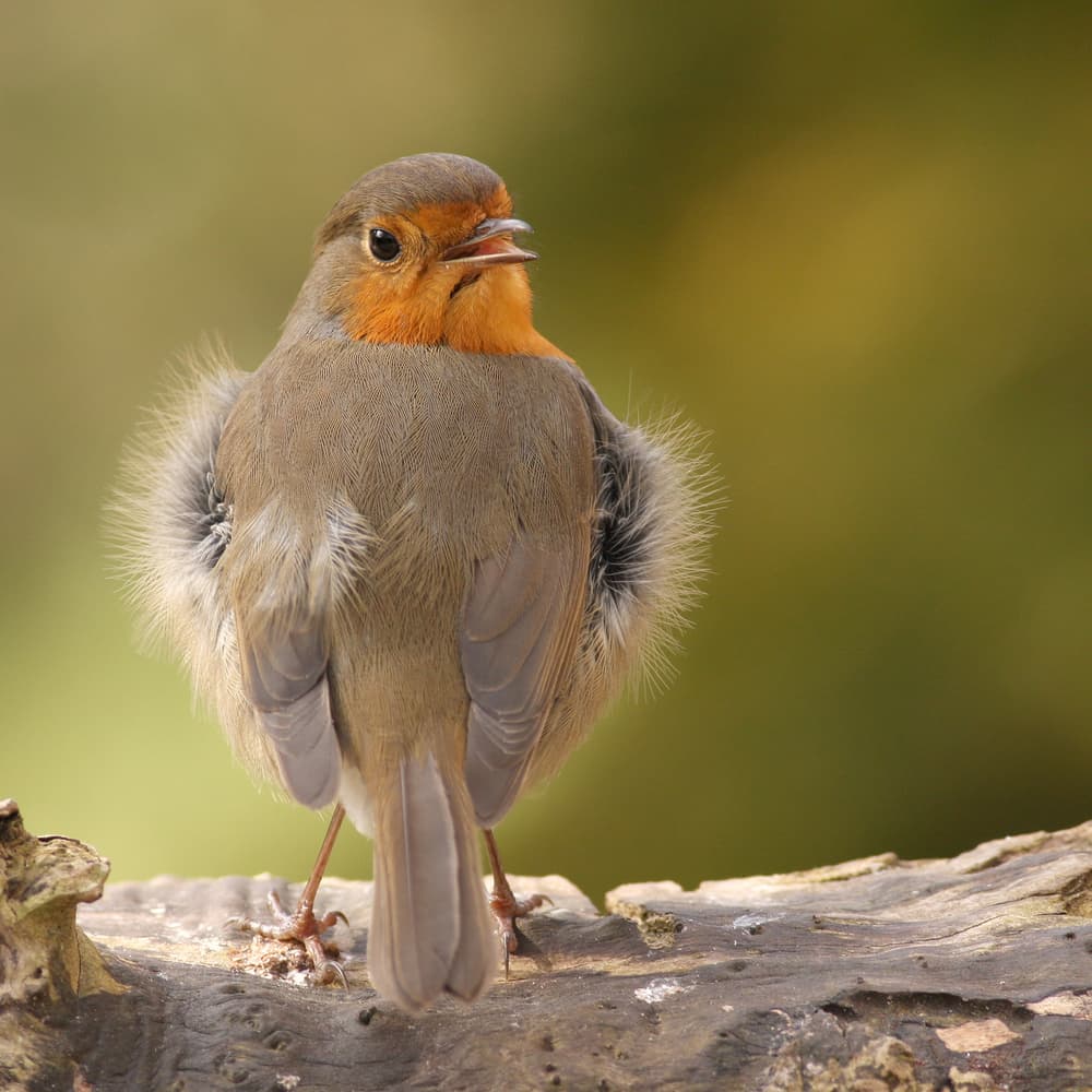 Cute Robin Chirping by Annie Keizer — canvas wall art