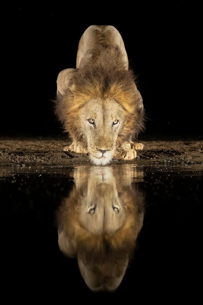Lion's Night Reflection by Joan Gil Raga — canvas wall art