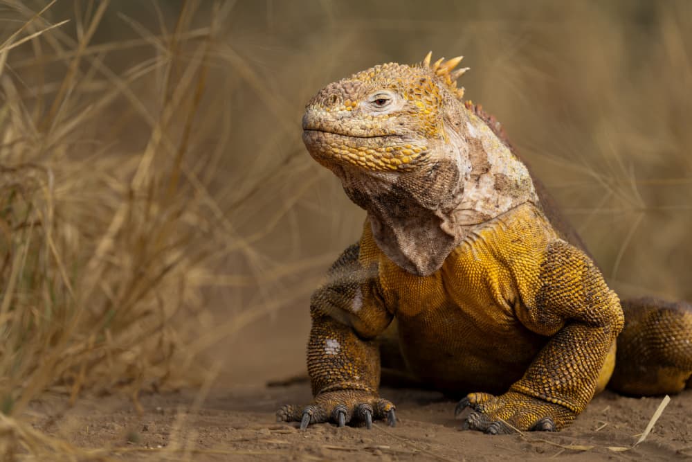 Yellow Galapagos Iguana by Junhao Wang — canvas wall art