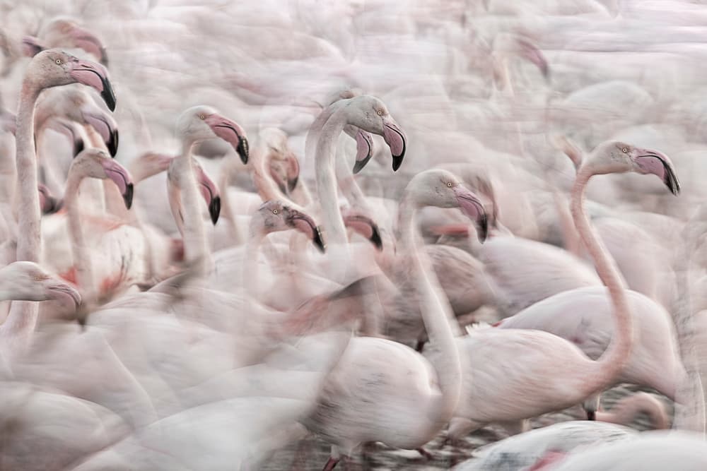 Dreamy Pink Flamingos by Martine Benezech — canvas wall art