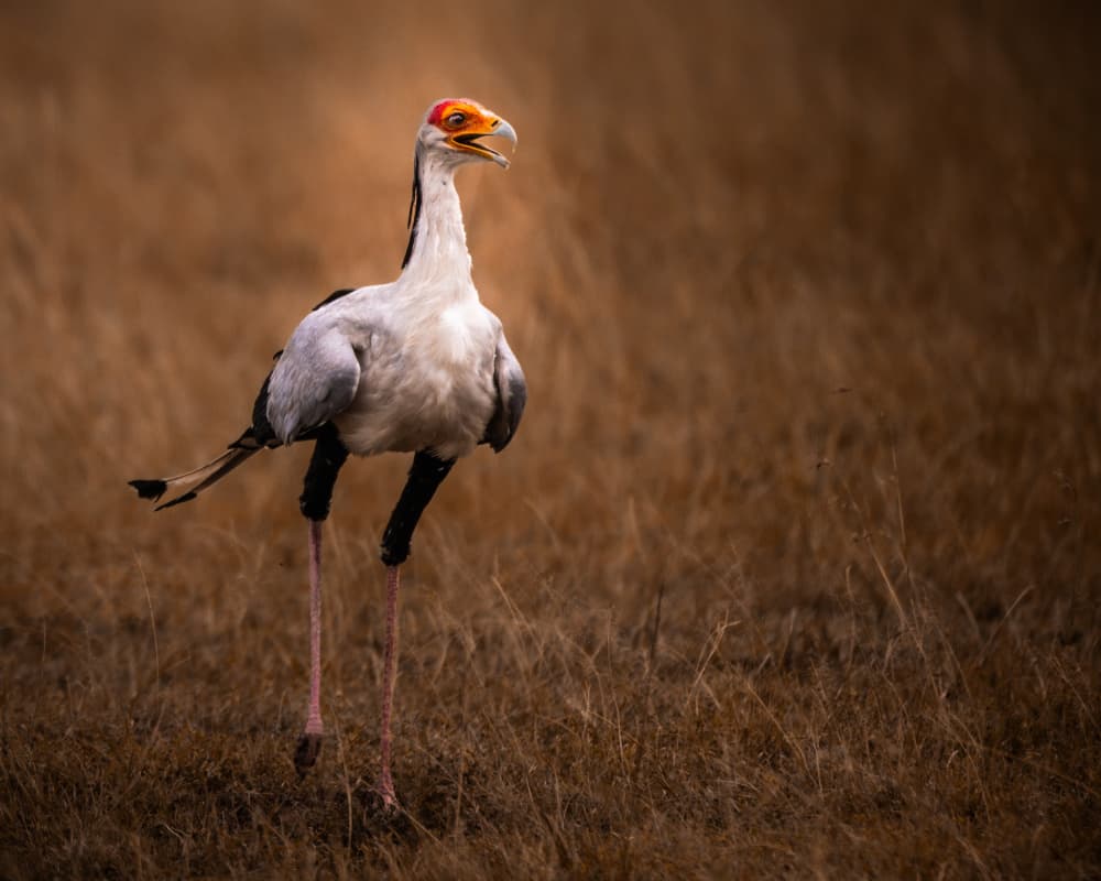 African Secretarybird Stance by Amro — canvas wall art