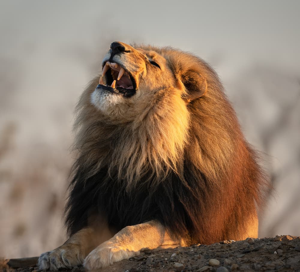 Golden Roaring Lion by Jennifer Lu — canvas wall art