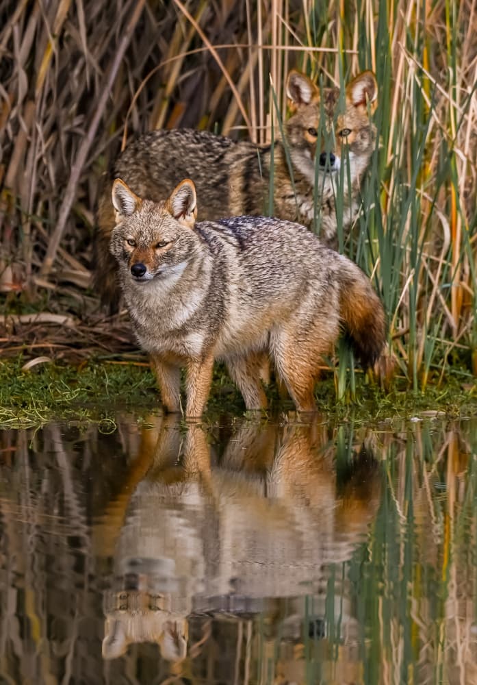 Golden Jackals Reflection by Guy Wilson — canvas wall art