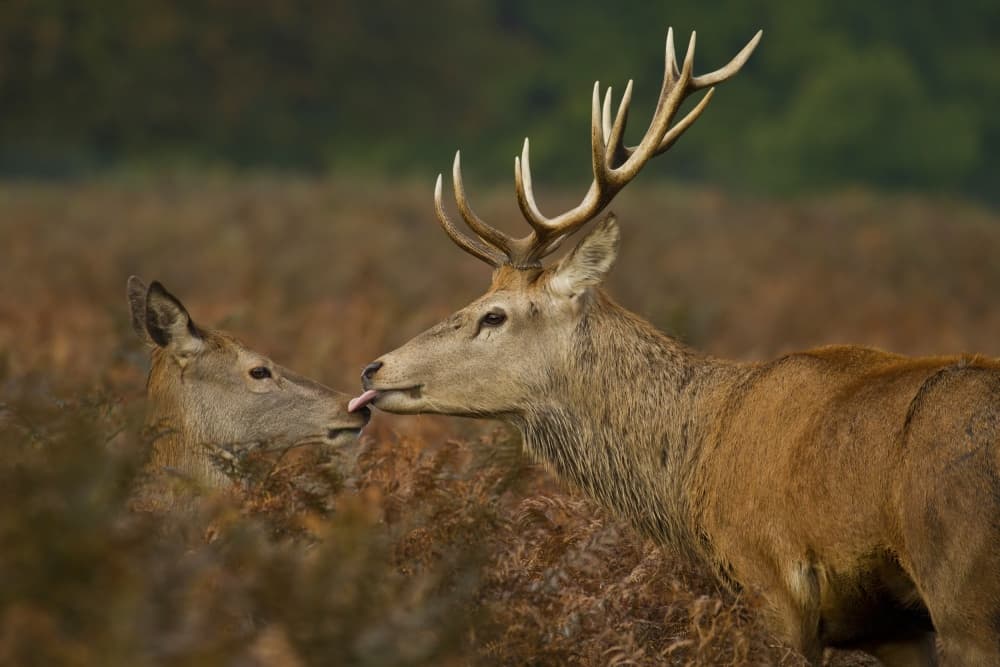 Wild Deer Affection by Val Saxby — canvas wall art