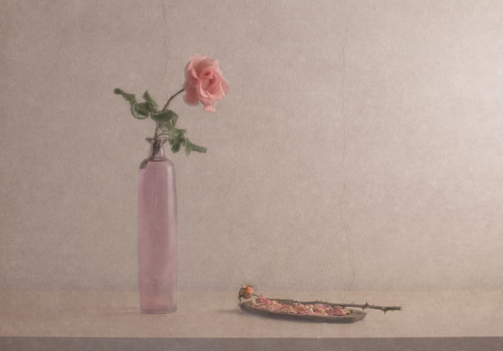 Pink Rose Still Life by Piera Polo — canvas wall art