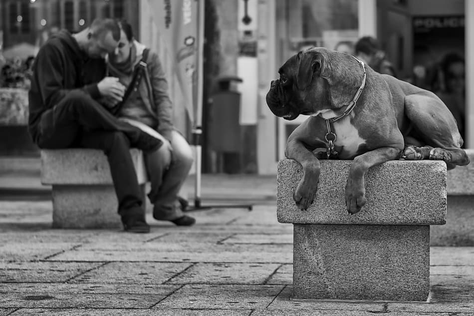 Loyal Boxer On Stone Bench by Fatima Salcedo — canvas wall art