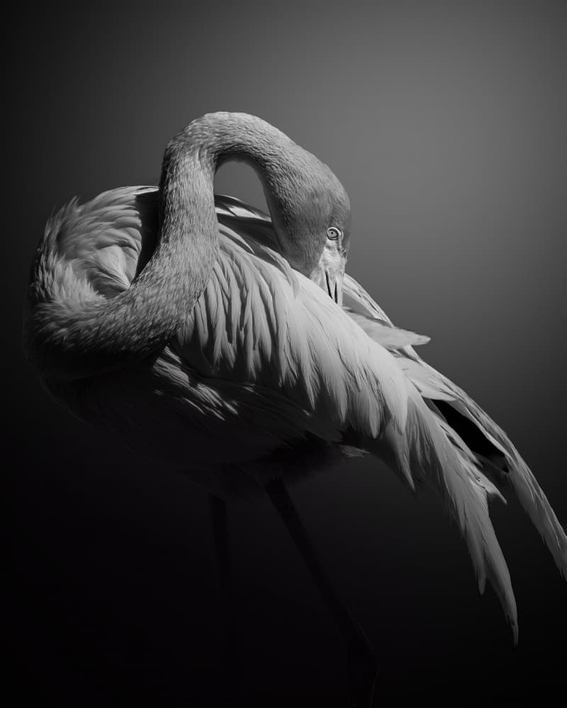 Monochrome Flamingo Serenity by Noa Nick — canvas wall art