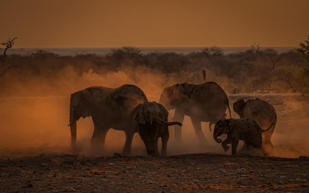 Dusty Elephant Family Sunset by Isam Telhami — canvas wall art